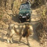 Gujarat Wildlife Tour Packages