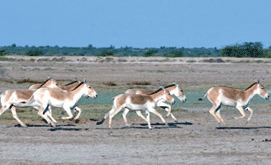 Little Rann of Kutch